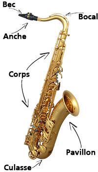 Saxophone - Anatomie